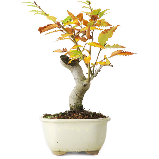 Fagus crenata, 24,5 cm, ± 10 ans, photographié aux couleurs d'automne (20 octobre)