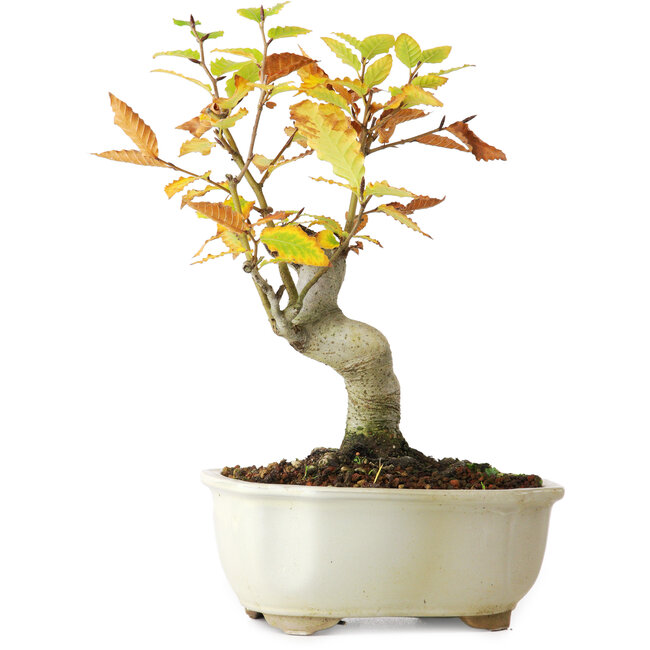 Fagus crenata, 24,5 cm, ± 10 Jahre alt, fotografiert in Herbstfarben (20. Oktober)