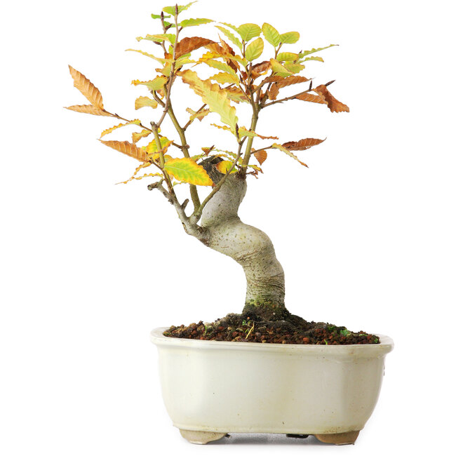 Fagus crenata, 24,5 cm, ± 10 anni, fotografato nei colori autunnali (20 ottobre)