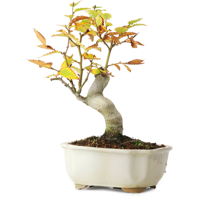 Fagus crenata, 24,5 cm, ± 10 años, fotografiado con colores otoñales (20 de octubre)