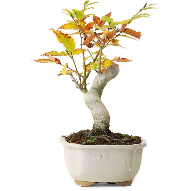 Fagus crenata, 24,5 cm, ± 10 jaar oud, gefotografeerd in herfstkleuren (20 oktober)