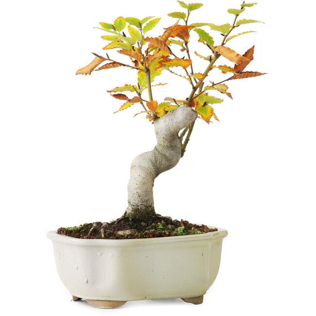 Fagus crenata, 24,5 cm, ± 10 ans, photographié aux couleurs d'automne (20 octobre)