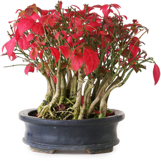 Euonymus alatus, 17 cm, ± 8 years old, in a damaged pot, photographed in autumn colours (October 20)