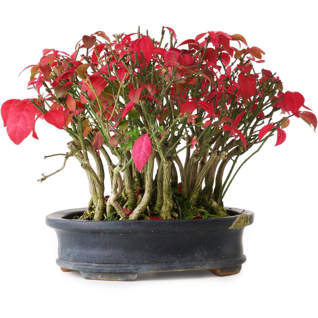 Euonymus alatus, 17 cm, ± 8 years old, in a damaged pot, photographed in autumn colours (October 20)