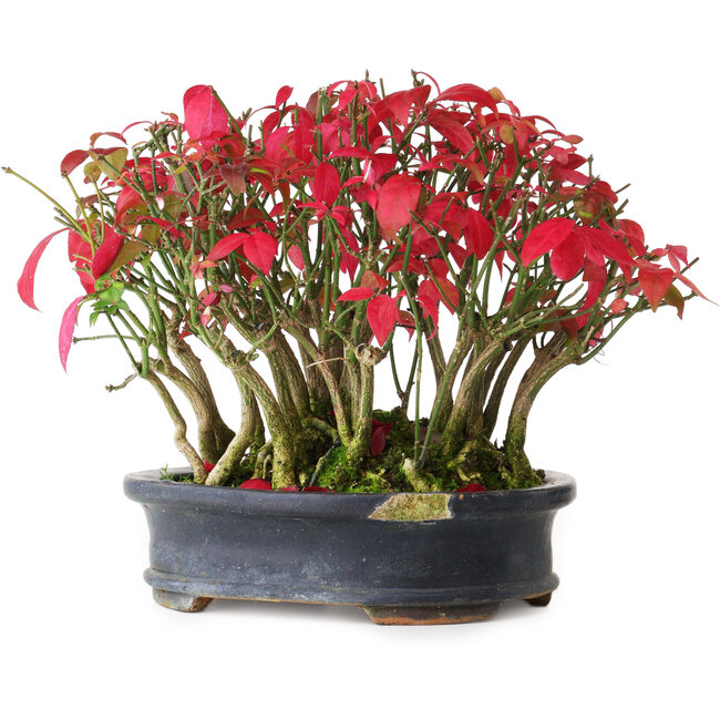 Euonymus alatus, 17 cm, ± 8 ans, dans un pot endommagé, photographié aux couleurs d'automne (20 octobre)