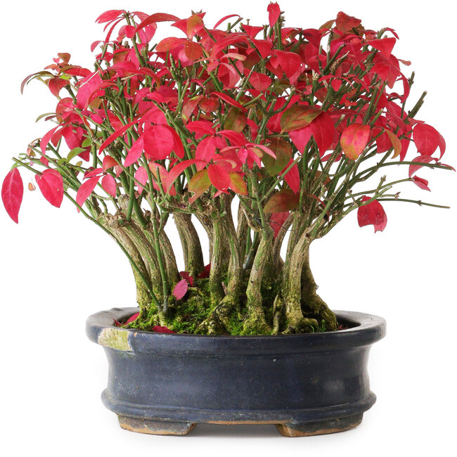 Euonymus alatus, 17 cm, ± 8 ans, dans un pot endommagé, photographié aux couleurs d'automne (20 octobre)