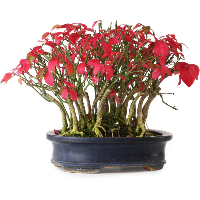 Euonymus alatus, 17 cm, ± 8 ans, dans un pot endommagé, photographié aux couleurs d'automne (20 octobre)