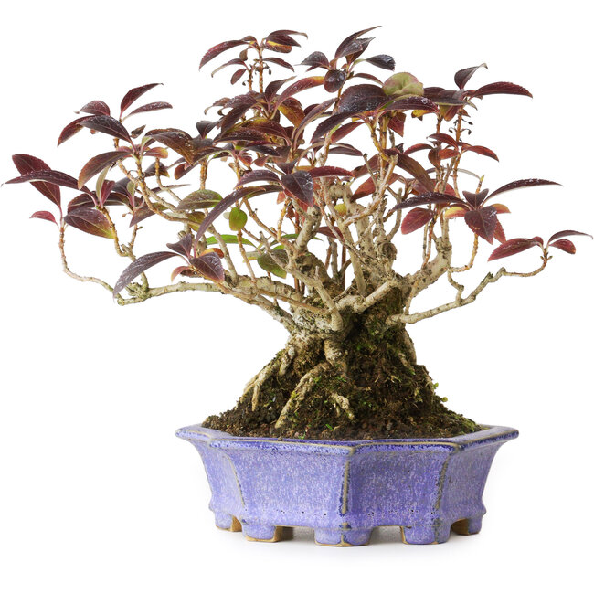 Forsythia japonica, 21,5 cm, ± 20 ans, dans un pot japonais fait main par Eime Yozan, photographié aux couleurs d'automne (20 octobre)