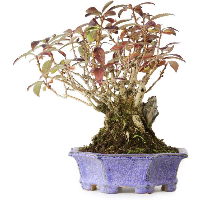 Forsythia japonica, 21,5 cm, ± 20 años, en una maceta japonesa hecha a mano por Eime Yozan, fotografiada con colores otoñales (octubre de 20)