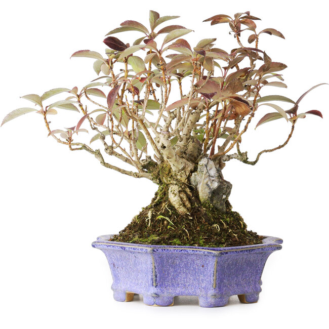 Forsythia japonica, 21,5 cm, ± 20 años, en una maceta japonesa hecha a mano por Eime Yozan, fotografiada con colores otoñales (octubre de 20)