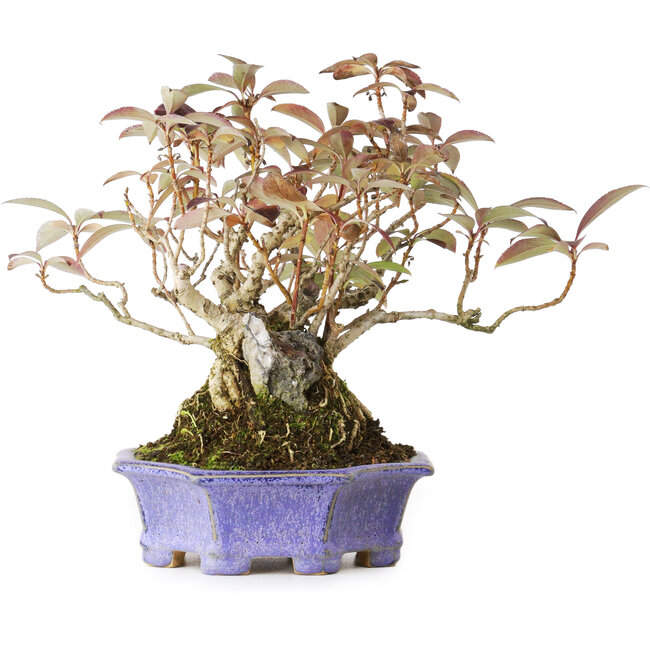 Forsythia japonica, 21,5 cm, ± 20 ans, dans un pot japonais fait main par Eime Yozan, photographié aux couleurs d'automne (20 octobre)