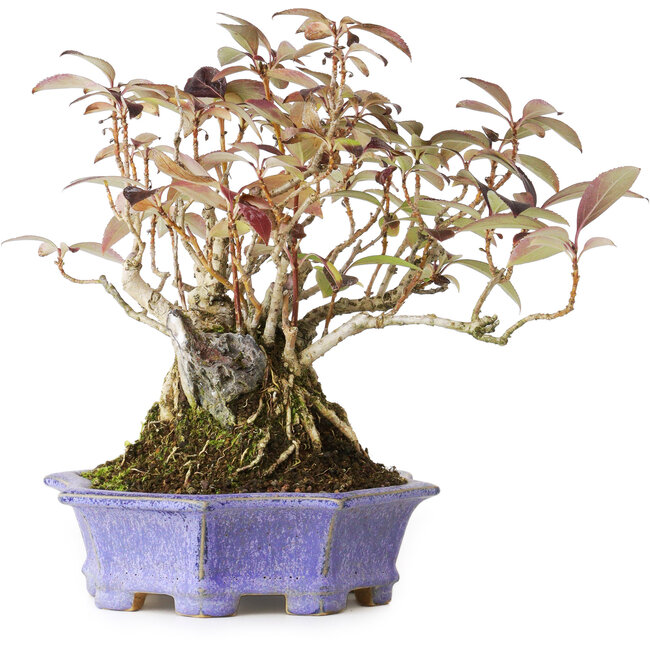 Forsythia japonica, 21,5 cm, ± 20 años, en una maceta japonesa hecha a mano por Eime Yozan, fotografiada con colores otoñales (octubre de 20)