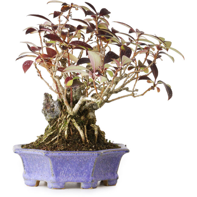 Forsythia japonica, 21,5 cm, ± 20 anni, in un vaso giapponese fatto a mano da Eime Yozan, fotografata nei colori autunnali (20 ottobre)