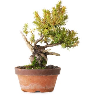 Taxus cuspidata, 22 cm, ± 20 years old
