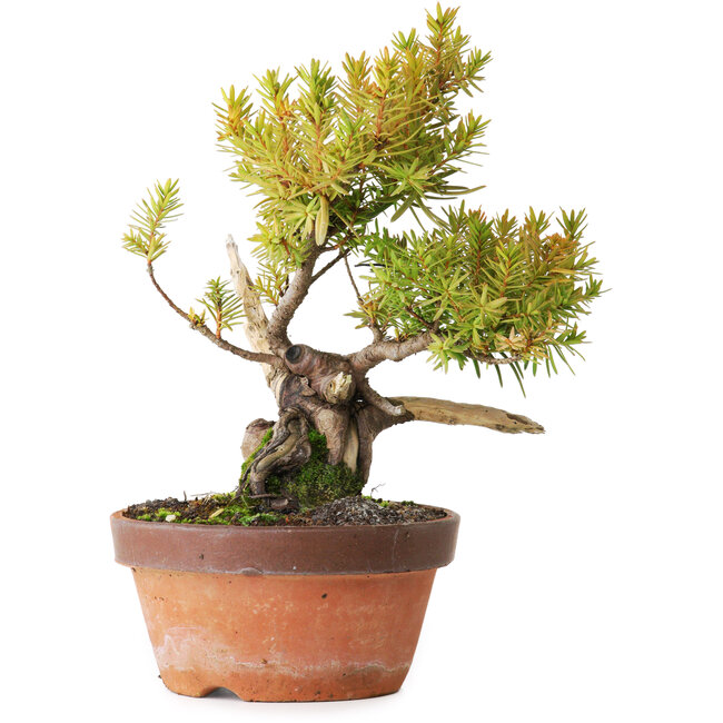 Taxus cuspidata, 22 cm, ± 20 anni, fotografato nei colori autunnali (20 ottobre)