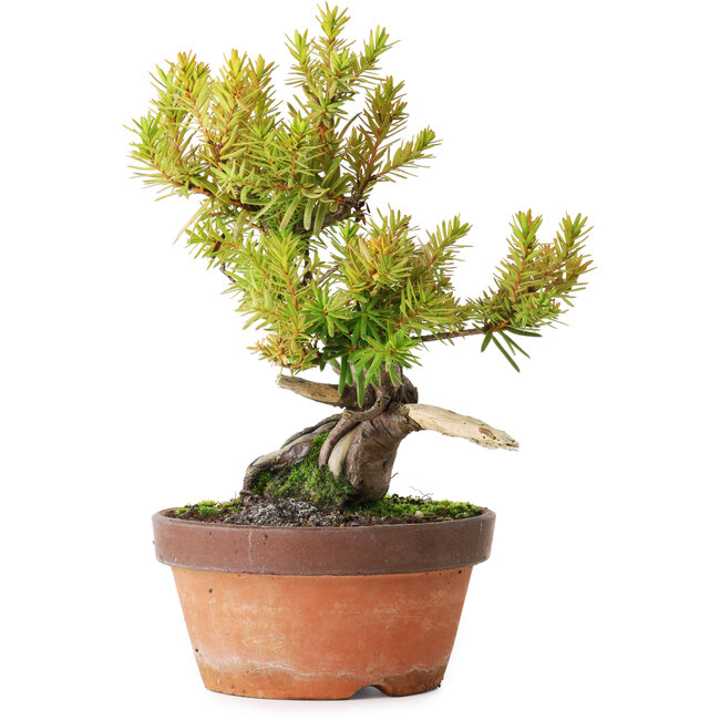 Taxus cuspidata, 22 cm, ± 20 jaar oud, gefotografeerd in herfstkleuren (20 oktober)
