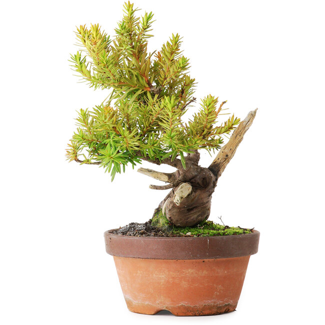 Taxus cuspidata, 22 cm, ± 20 ans, photographié aux couleurs d'automne (20 octobre)