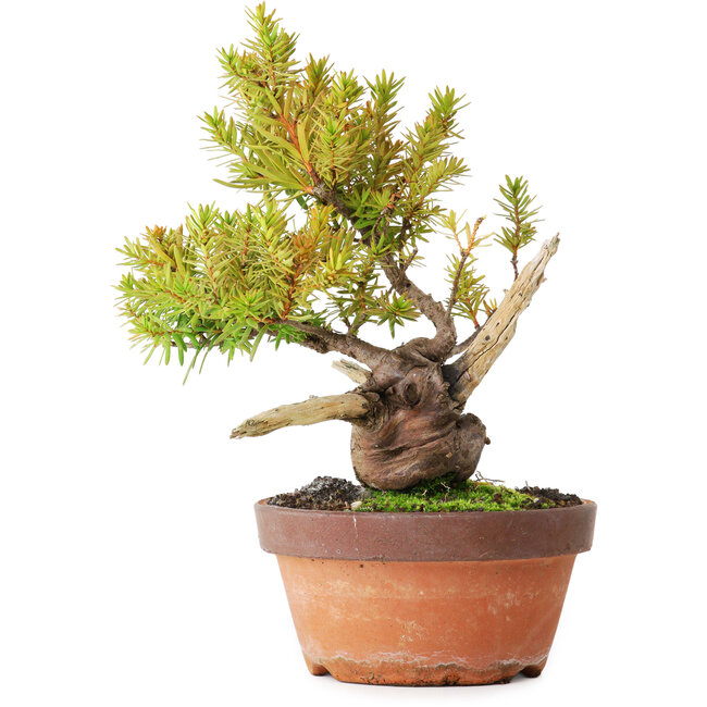 Taxus cuspidata, 22 cm, ± 20 years old, photographed in autumn colours (October 20)