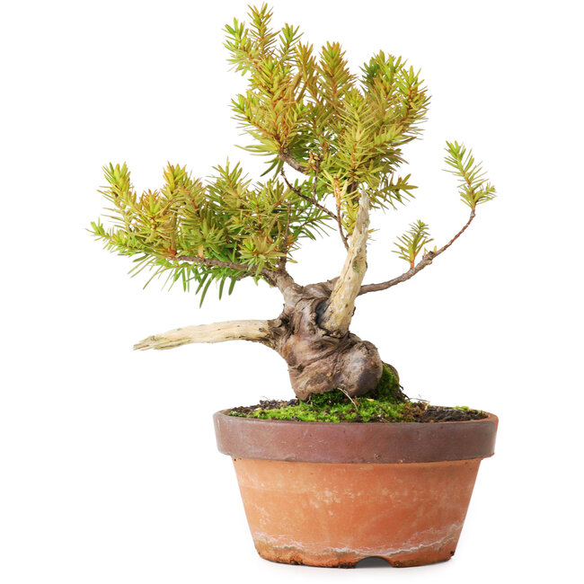 Taxus cuspidata, 22 cm, ± 20 ans, photographié aux couleurs d'automne (20 octobre)