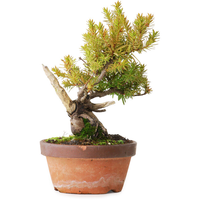 Taxus cuspidata, 22 cm, ± 20 ans, photographié aux couleurs d'automne (20 octobre)