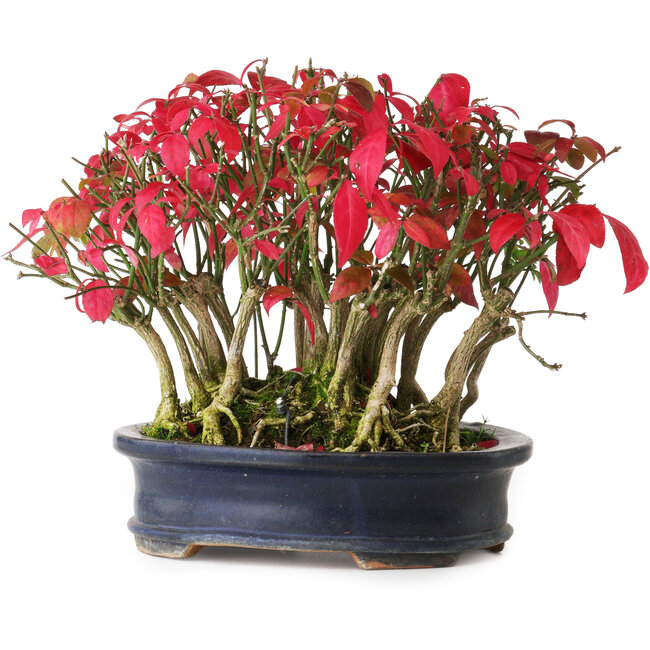 Euonymus alatus, 17 cm, ± 8 Jahre alt, in einem beschädigten Topf, fotografiert in Herbstfarben (20. Oktober)