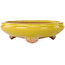 Maceta redonda amarilla para bonsái de Bigei - 130 x 130 x 38 mm