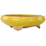 Maceta redonda amarilla para bonsái de Bigei - 130 x 130 x 38 mm