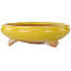 Vaso bonsai rotondo giallo di Bigei - 130 x 130 x 38 mm