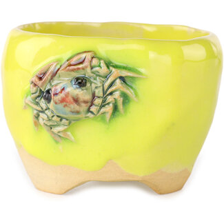 Masashi Furumoto Vaso bonsai rotondo giallo da 85 mm di Masashi Furumoto, Giappone