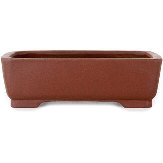  Shibakatsu (Katsuichi Shibata) Maceta para bonsái rectangular sin esmaltar de 160 mm de Shibakatsu, Tokoname, Japón