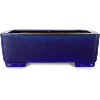  Shibakatsu (Katsuichi Shibata) Pot à bonsaï rectangulaire bleu foncé de 207 mm par Shibakatsu, Tokoname, Japon