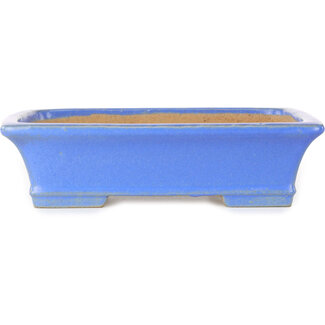  Shibakatsu (Katsuichi Shibata) Maceta rectangular para bonsái azul de 195 mm de Shibakatsu, Tokoname, Japón