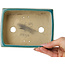 Pot à bonsaï rectangulaire craquelé turquoise par Shibakatsu - 158 x 116 x 49 mm