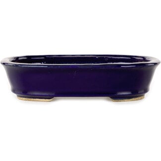  Hattori Tomoyuki Maceta para bonsái ovalada de 159 mm en azul oscuro de Hattori, Tokoname, Japón