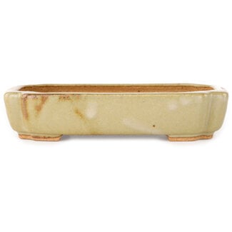  Hattori Tomoyuki Maceta ovalada para bonsái de 162 mm en color blanco roto de Hattori, Tokoname, Japón