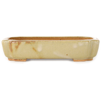  Hattori Tomoyuki Pot à bonsaï ovale blanc cassé de 162 mm, par Hattori, Tokoname, Japon