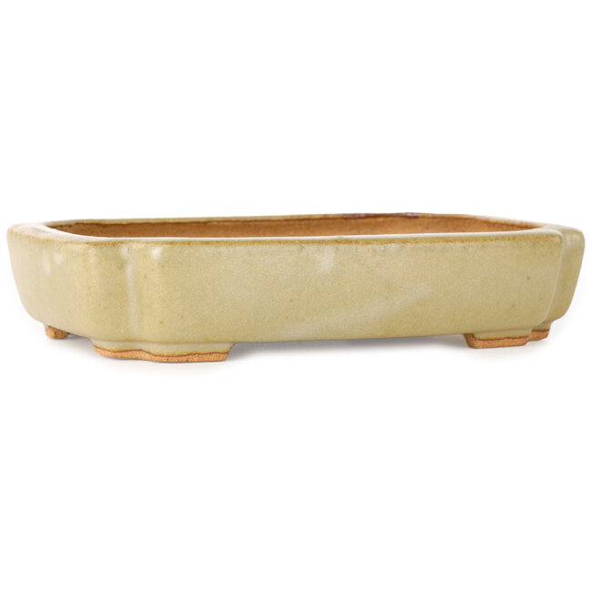 Oval off-white bonsai pot by Hattori - 162 x 116 x 35 mm