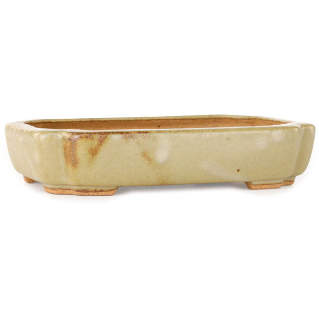 Pot à bonsaï ovale blanc cassé de Hattori - 162 x 116 x 35 mm