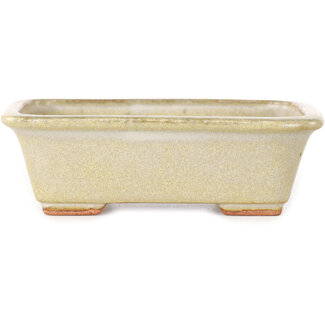  Hattori Tomoyuki Vaso per bonsai rettangolare bianco sporco da 133 mm di Hattori, Tokoname, Giappone