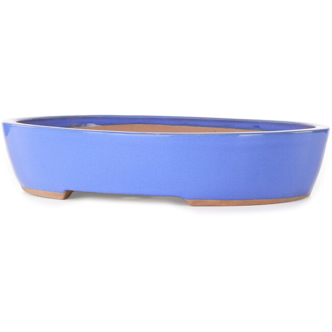 Maceta ovalada azul para bonsái - 398 x 317 x 80 mm