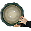 Maceta para bonsái verde loto de Terahata Satomi Mazan - 347 x 347 x 110 mm
