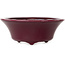 Pot à bonsaï rond bordeaux de Seifu - 85 x 85 x 35 mm