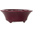 Round burgundy bonsai pot by Seifu - 85 x 85 x 35 mm
