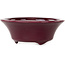 Ronde bordeauxrode bonsaipot van Seifu - 85 x 85 x 35 mm