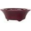 Runder bordeauxroter Bonsai-Topf von Seifu – 85 x 85 x 35 mm