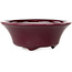 Pot à bonsaï rond bordeaux de Seifu - 85 x 85 x 35 mm