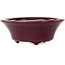 Round aubergine bonsai pot by Seifu - 85 x 85 x 35 mm