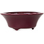 Vaso bonsai rotondo color bordeaux di Seifu - 85 x 85 x 35 mm
