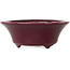 Vaso bonsai rotondo color bordeaux di Seifu - 85 x 85 x 35 mm