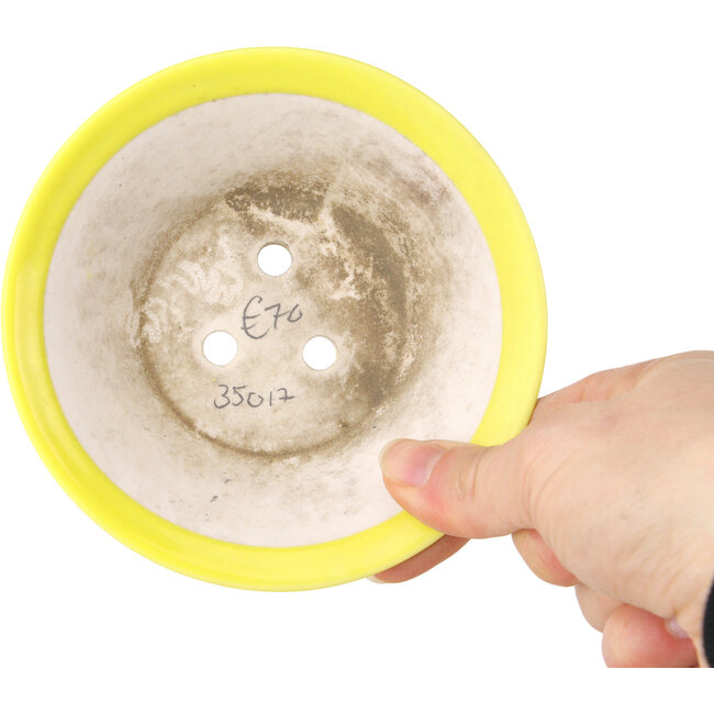 Round yellow bonsai pot by Seifu - 118 x 118 x 38 mm